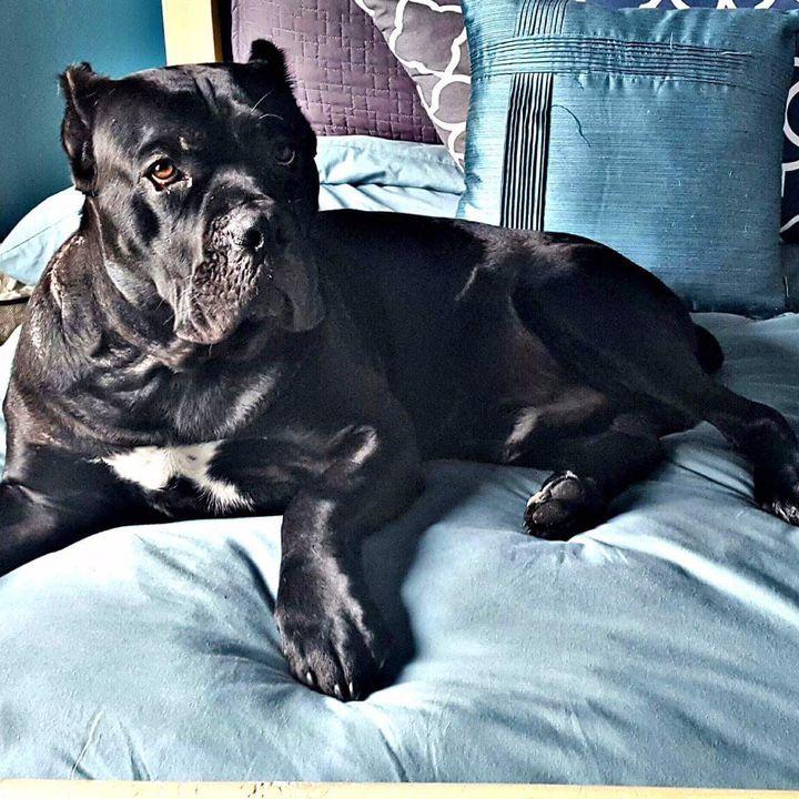 Apollo, un animal aidé par la Fondation hoPi, heureux de retrouver son lit après son traitement