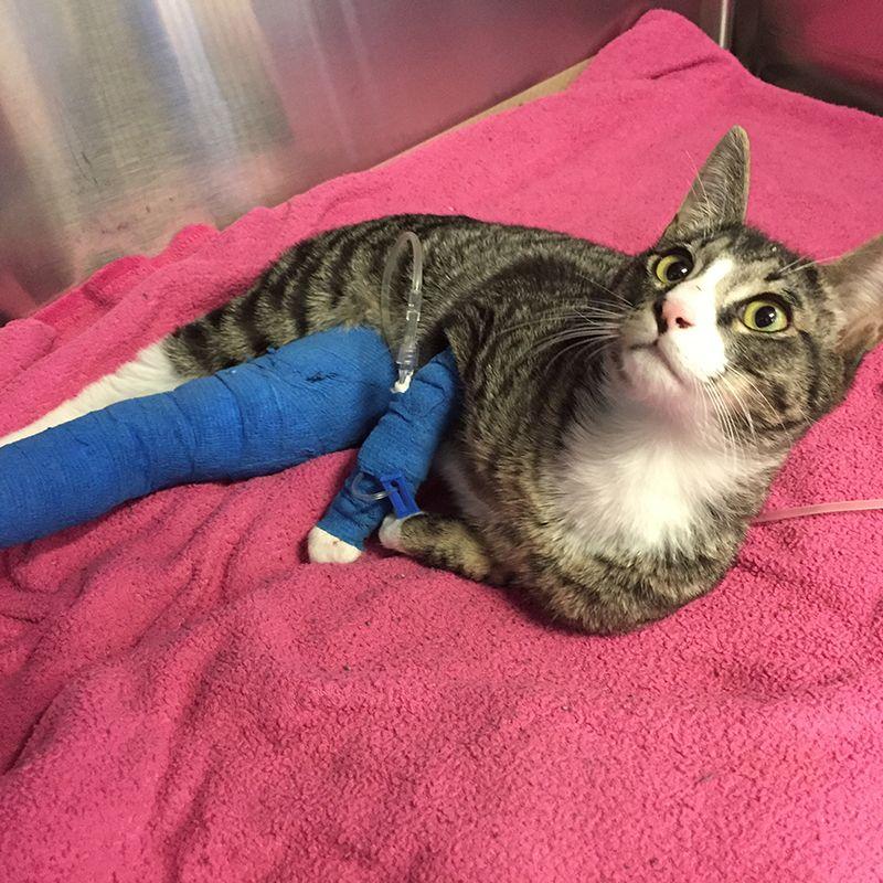 Spock, courageux patient soigné grâce à la Fondation hoPi